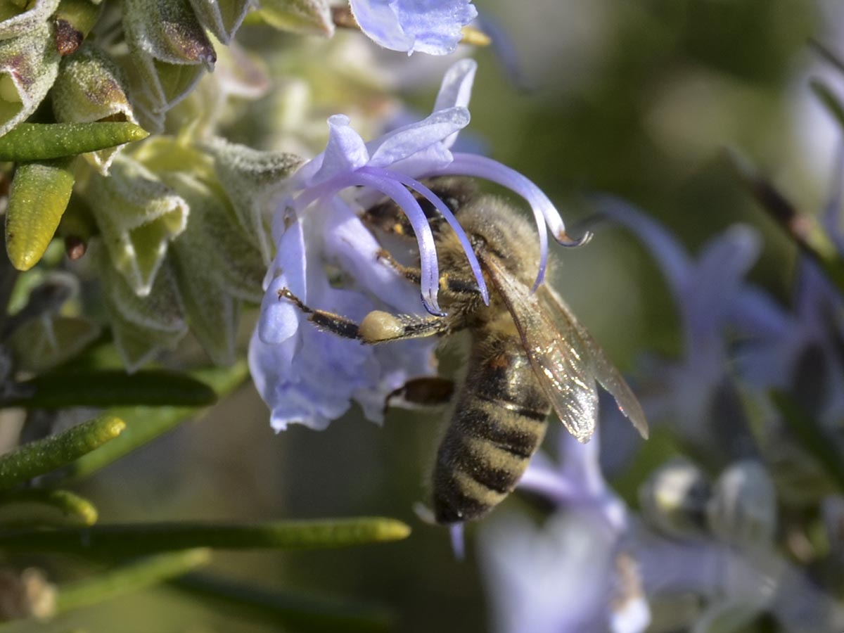 Apis